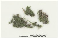 藏品(平苔科)的圖片